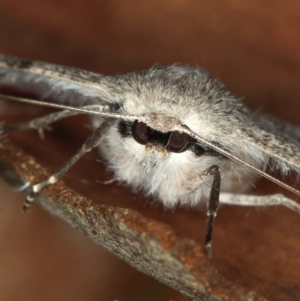 Crypsiphona ocultaria at Dunlop, ACT - 5 Apr 2012