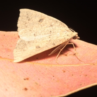 Amelora undescribed species (A Geometrid moth) at Namadgi National Park - 14 Mar 2018 by melanoxylon