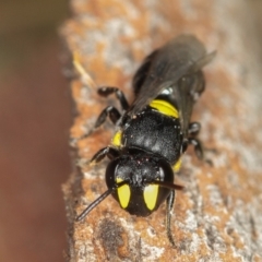 Hylaeus (Euprosopis) honestus at Dunlop, ACT - 5 Apr 2012 03:43 PM