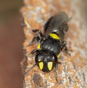 Hylaeus (Euprosopis) honestus at Dunlop, ACT - 5 Apr 2012