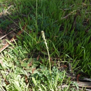 Acaena (genus) at Hughes, ACT - 1 Apr 2020 12:37 PM