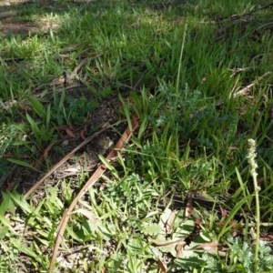 Acaena (genus) at Hughes, ACT - 1 Apr 2020