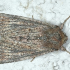 Dasygaster padockina (Tasmanian Cutworm) at Ainslie, ACT - 5 Apr 2020 by jbromilow50