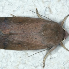 Proteuxoa porphyrescens (Red Noctuid) at Ainslie, ACT - 5 Apr 2020 by jb2602