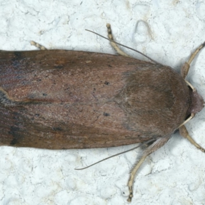 Proteuxoa porphyrescens (A Noctuid moth) at Ainslie, ACT - 5 Apr 2020 by jb2602