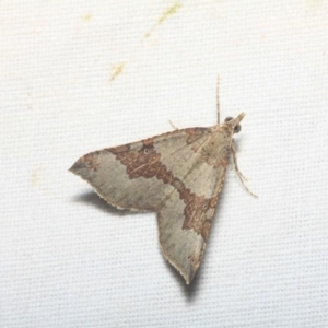 Anachloris uncinata at Hackett, ACT - 17 Apr 2018 10:26 PM