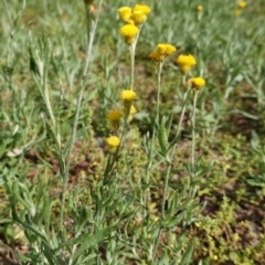 Chrysocephalum apiculatum (Common Everlasting) at Red Hill to Yarralumla Creek - 1 Apr 2020 by JackyF