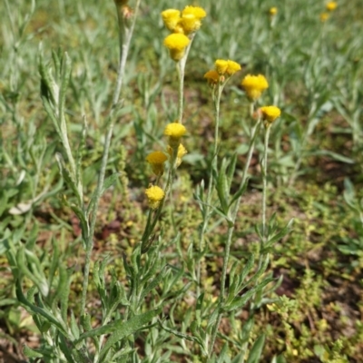 Chrysocephalum apiculatum (Common Everlasting) at Hughes Grassy Woodland - 1 Apr 2020 by JackyF