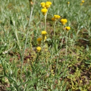 Chrysocephalum apiculatum at Hughes, ACT - 1 Apr 2020