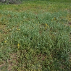 Chrysocephalum apiculatum at Hughes, ACT - 1 Apr 2020