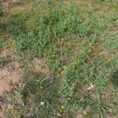 Chrysocephalum apiculatum at Hughes, ACT - 1 Apr 2020