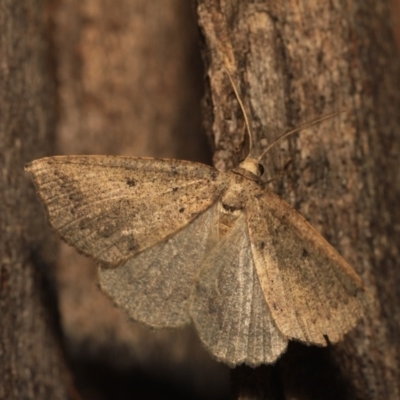 Androchela newmannaria (Newman's Cape-moth) at Black Mountain - 14 Mar 2018 by melanoxylon