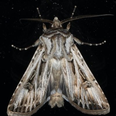 Agrotis munda (Brown Cutworm) at Ainslie, ACT - 5 Apr 2020 by jb2602