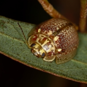 Paropsisterna decolorata at Dunlop, ACT - 15 Jan 2013