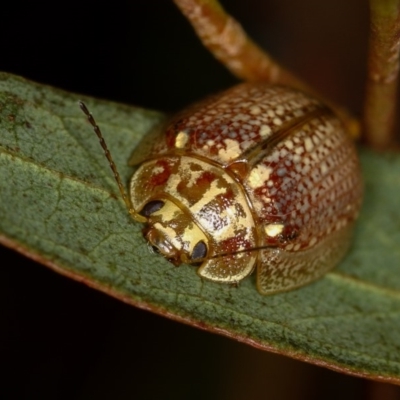 Paropsisterna decolorata (A Eucalyptus leaf beetle) at West Belconnen Pond - 14 Jan 2013 by Bron