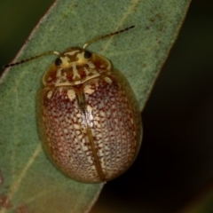 Paropsisterna decolorata at Dunlop, ACT - 15 Jan 2013