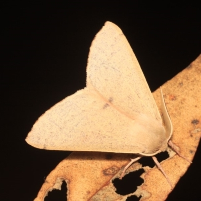 Arhodia lasiocamparia (Pink Arhodia) at Black Mountain - 24 Jan 2018 by melanoxylon