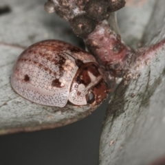 Paropsisterna m-fuscum (Eucalyptus Leaf Beetle) at Dunlop, ACT - 5 Apr 2012 by Bron