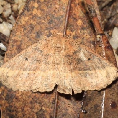 Casbia tetramera at Tidbinbilla Nature Reserve - 18 May 2018 by melanoxylon