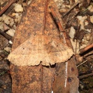 Casbia tetramera at Paddys River, ACT - 18 May 2018 08:33 PM