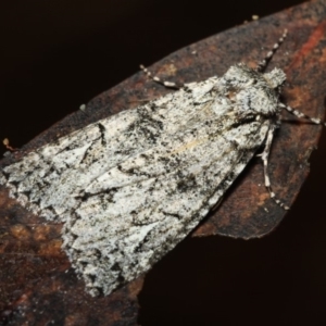 Chlenias ochrocrana at Paddys River, ACT - 18 May 2018 06:42 PM