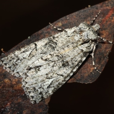 Chlenias ochrocrana (White-point Crest-moth) at Tidbinbilla Nature Reserve - 18 May 2018 by melanoxylon