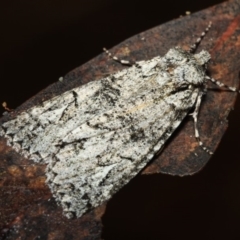 Chlenias ochrocrana (White-point Crest-moth) at Paddys River, ACT - 18 May 2018 by melanoxylon