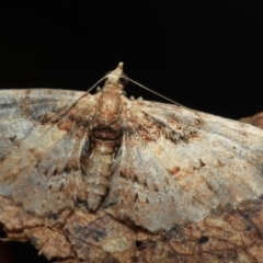 Chloroclystis approximata (Plumed or Cherry Looper) at Paddys River, ACT - 18 May 2018 by melanoxylon