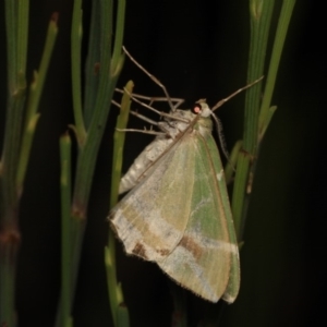 Chlorodes boisduvalaria at Cotter River, ACT - 14 Mar 2018