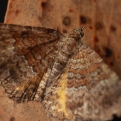 Chrysolarentia bichromata at Cotter River, ACT - 7 Feb 2019 10:47 PM