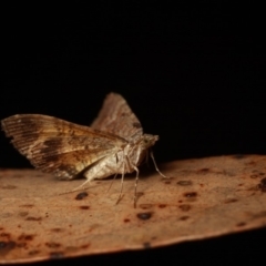 Chrysolarentia bichromata at Cotter River, ACT - 7 Feb 2019 10:47 PM