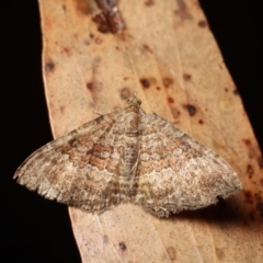 Chrysolarentia bichromata at Cotter River, ACT - 7 Feb 2019 10:47 PM