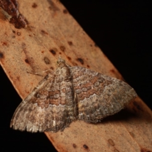 Chrysolarentia bichromata at Cotter River, ACT - 7 Feb 2019 10:47 PM