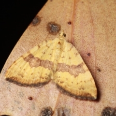 Chrysolarentia polyxantha (Yellow Carpet Moth) at Namadgi National Park - 7 Feb 2019 by melanoxylon