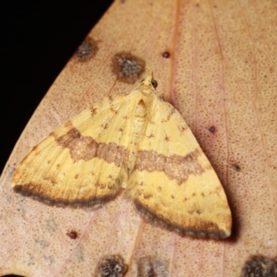Chrysolarentia polyxantha (Yellow Carpet Moth) at Cotter River, ACT - 7 Feb 2019 by melanoxylon