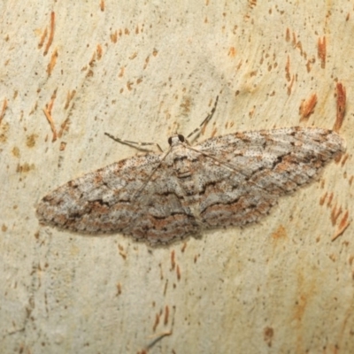 Didymoctenia exsuperata (Thick-lined Bark Moth) at Tidbinbilla Nature Reserve - 18 May 2018 by melanoxylon