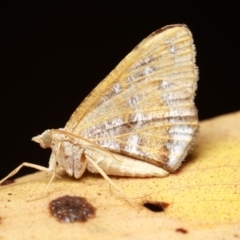 Dissomorphia australiaria (Dissomorphia australiaria) at Namadgi National Park - 7 Feb 2019 by melanoxylon