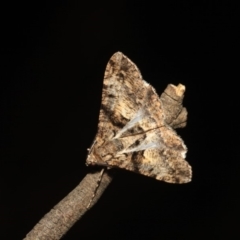 Gastrinodes argoplaca (Cryptic Bark Moth) at Black Mountain - 17 Apr 2018 by melanoxylon