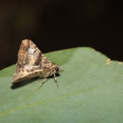 Gastrinodes argoplaca at Hackett, ACT - 17 Apr 2018 10:11 PM