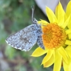 Lucia limbaria (Chequered Copper) at Tuggeranong DC, ACT - 6 Apr 2020 by RAllen