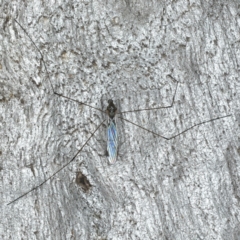 Geranomyia sp. (genus) (A limoniid crane fly) at Majura, ACT - 5 Apr 2020 by jb2602