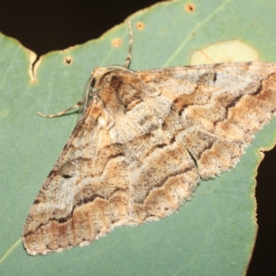 Gastrinodes bitaeniaria (Buff Bark Moth) at Black Mountain - 17 Apr 2018 by melanoxylon