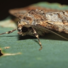 Gastrinodes bitaeniaria at Hackett, ACT - 17 Apr 2018 10:10 PM