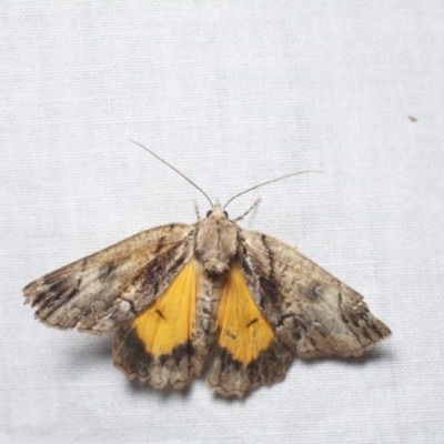 Heliomystis electrica (Electric Moth) at Namadgi National Park - 7 Feb 2019 by melanoxylon