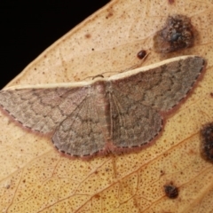 Idaea inversata (Purple Wave) at Cotter River, ACT - 7 Feb 2019 by melanoxylon