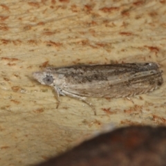 Spilonota-group (A Tortricid moth) at Mount Ainslie - 5 Apr 2020 by jb2602