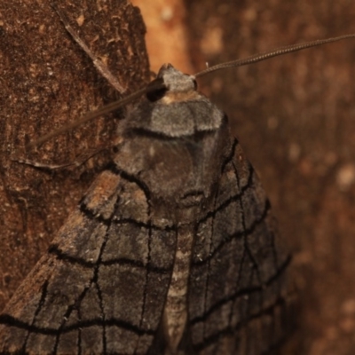 Liometopa rectilinea (Liometopa rectilinea) at Namadgi National Park - 14 Mar 2018 by melanoxylon