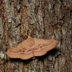 Monoctenia falernaria (Patched Leaf Moth) at Namadgi National Park - 7 Feb 2019 by melanoxylon