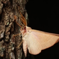 Monoctenia falernaria at Cotter River, ACT - 7 Feb 2019 10:23 PM