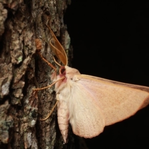 Monoctenia falernaria at Cotter River, ACT - 7 Feb 2019 10:23 PM